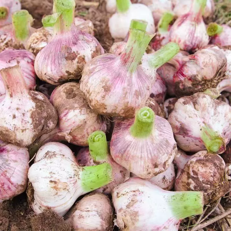 鲜蒜农家当季新鲜紫皮大蒜头种糖醋厨房调味鲜蒜大果3斤装