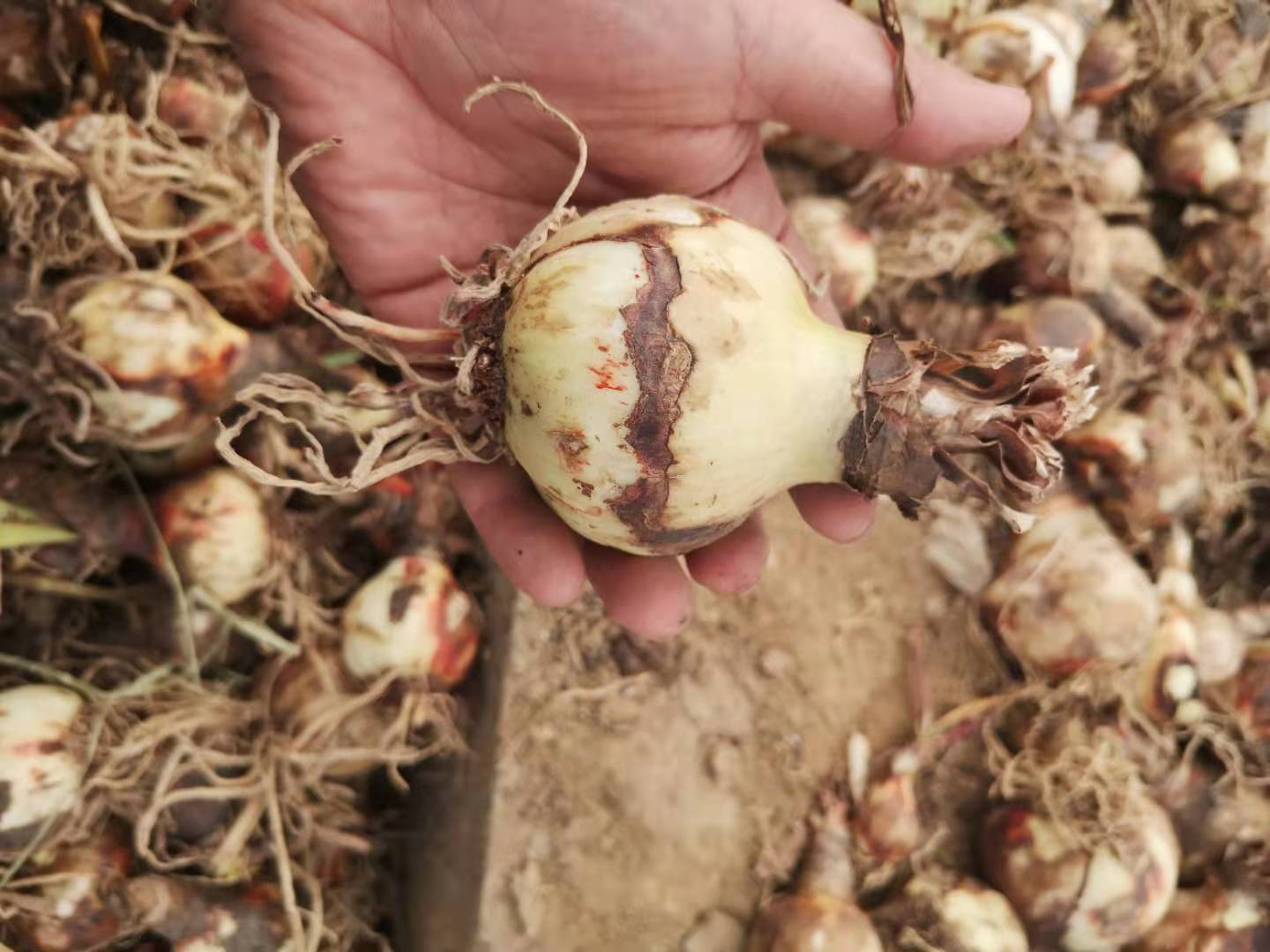 双梦朱顶红种球 荷兰重瓣双瓣球根 多年生易养活盆栽花卉