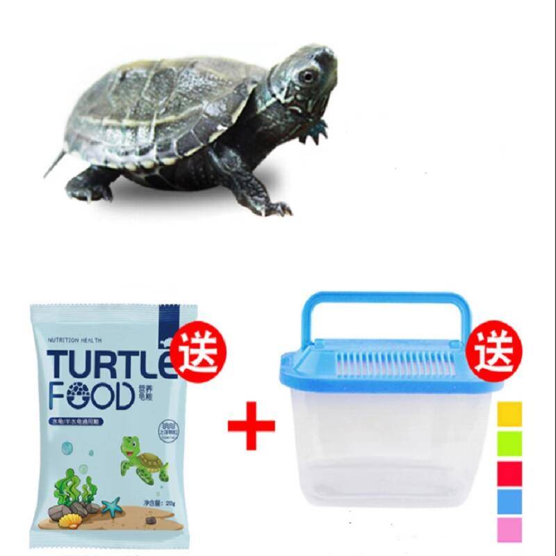 寸金龟粮通用型幼龟寸金饲料食巴西龟草龟食物专用龟食虾干小乌龟